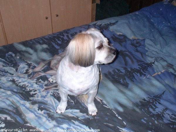 Photo de Lhassa apso