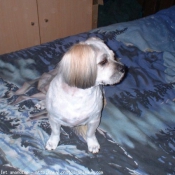 Photo de Lhassa apso