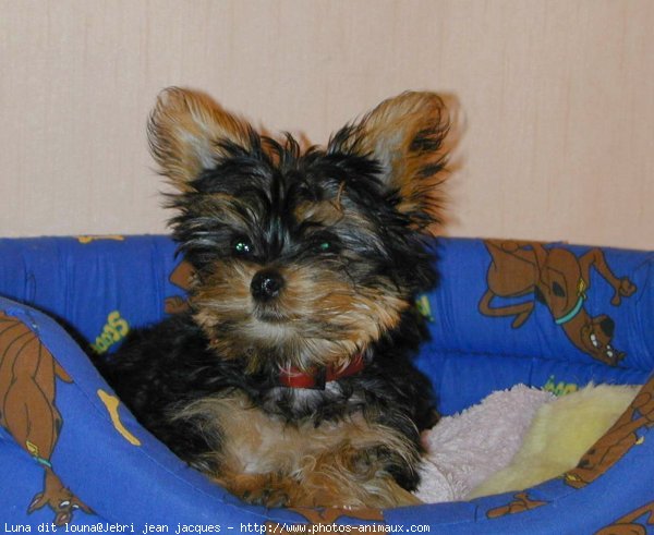 Photo de Yorkshire terrier