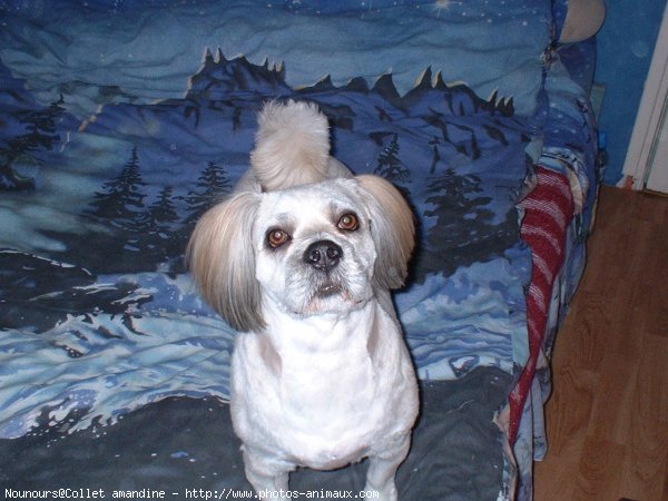 Photo de Lhassa apso