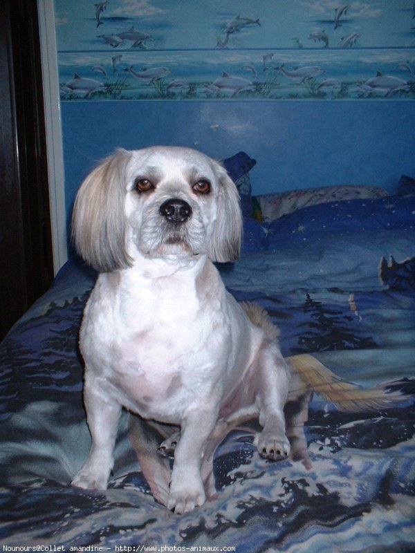 Photo de Lhassa apso