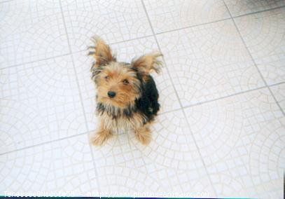 Photo de Yorkshire terrier