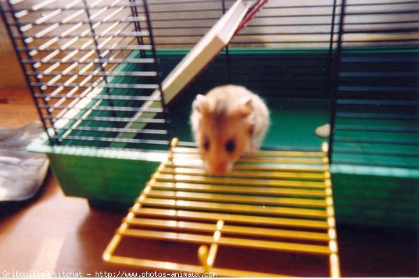 Photo de Hamster