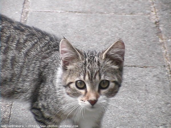 Photo de Chat domestique