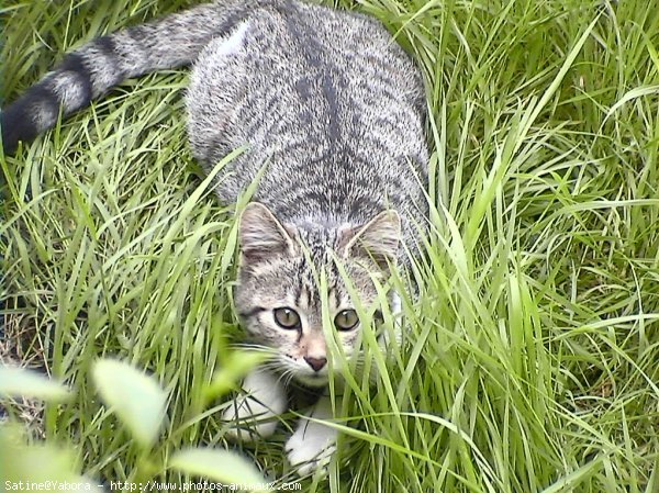 Photo de Chat domestique