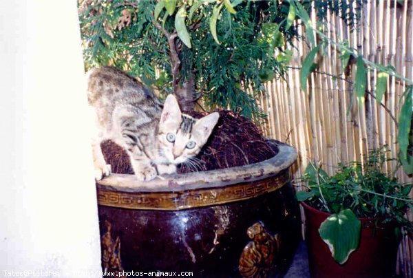 Photo de Chat domestique