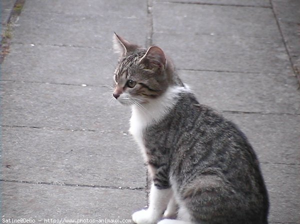 Photo de Chat domestique