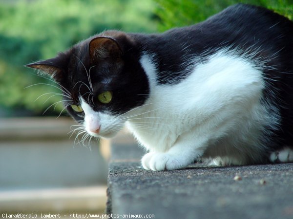 Photo de Chat domestique