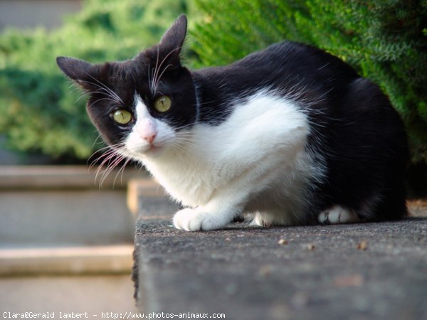 Photo de Chat domestique