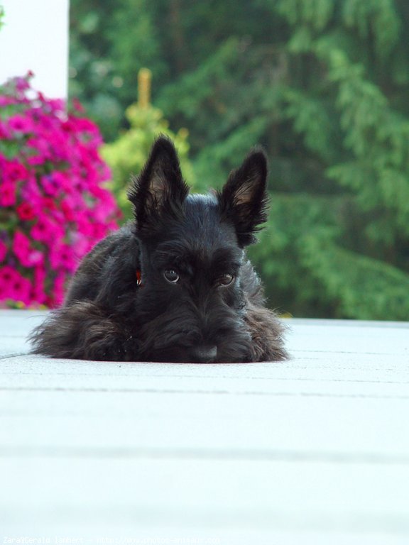 Photo de Scottish terrier