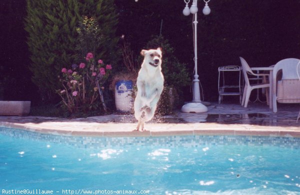 Photo de Labrador retriever