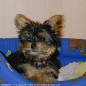 Photo de Yorkshire terrier