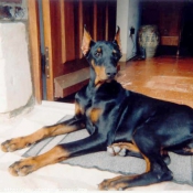 Photo de Dobermann