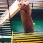 Photo de Hamster