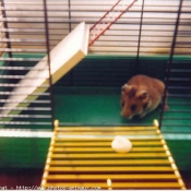 Photo de Hamster