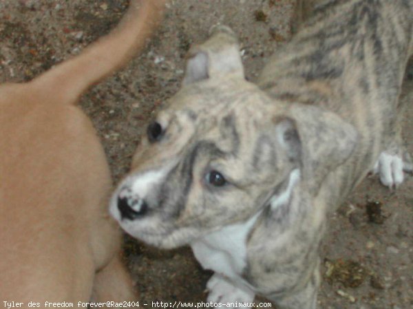 Photo d'American staffordshire terrier