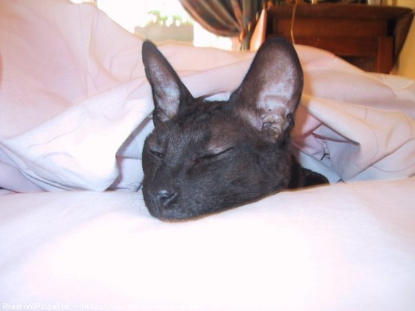 Photo de Devon rex