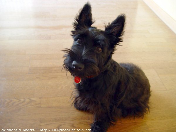 Photo de Scottish terrier