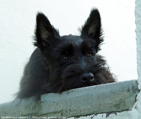 Photo de Scottish terrier