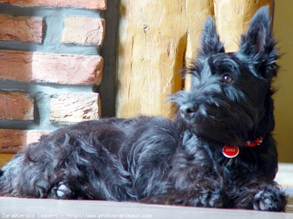 Photo de Scottish terrier