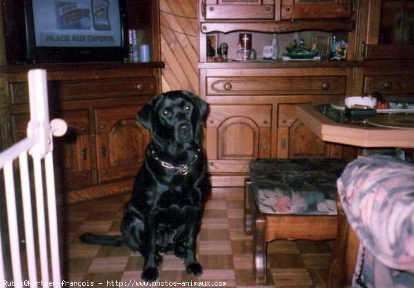 Photo de Labrador retriever