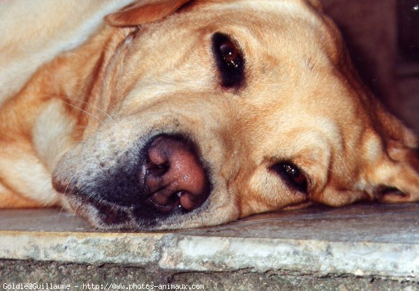 Photo de Labrador retriever