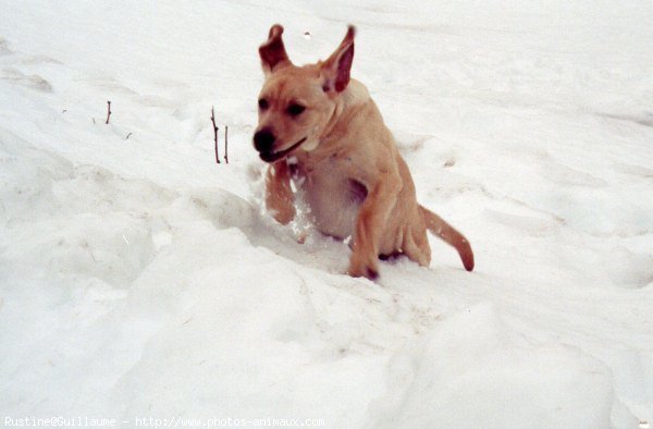 Photo de Labrador retriever