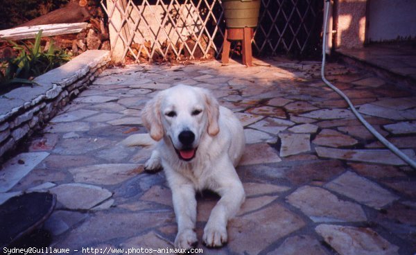 Photo de Labrador retriever