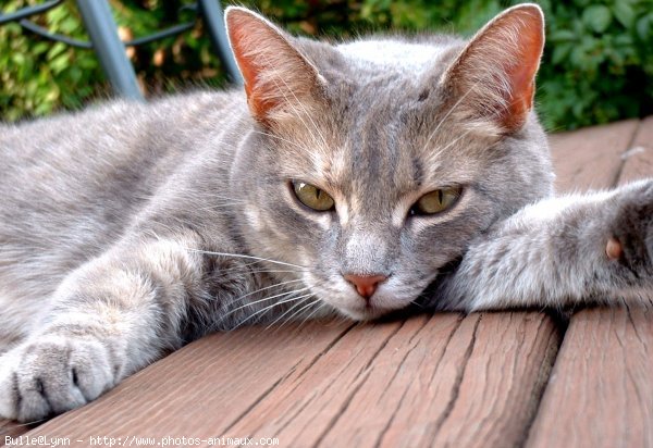 Photo de Chat domestique