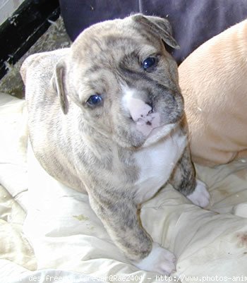 Photo d'American staffordshire terrier