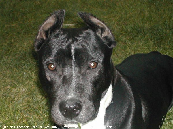 Photo d'American staffordshire terrier