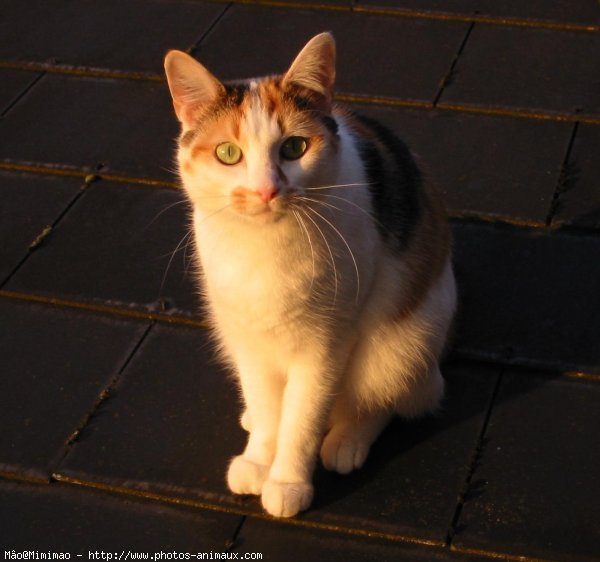 Photo de Chat domestique