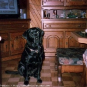 Photo de Labrador retriever