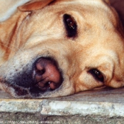 Photo de Labrador retriever