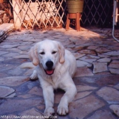 Photo de Labrador retriever