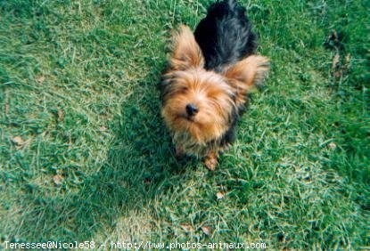 Photo de Yorkshire terrier