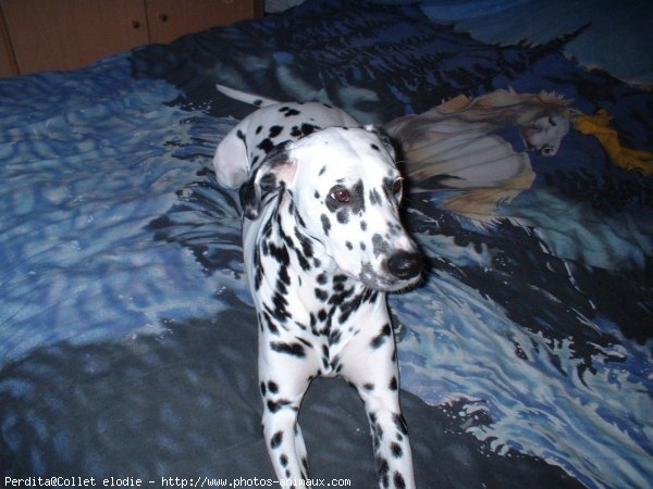 Photo de Dalmatien