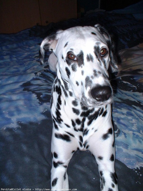 Photo de Dalmatien