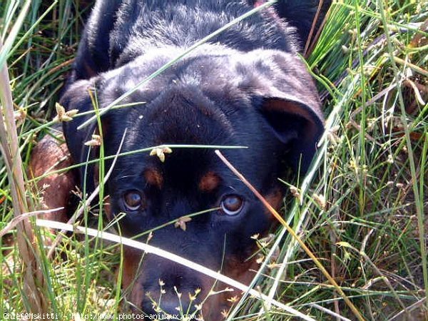 Photo de Rottweiler