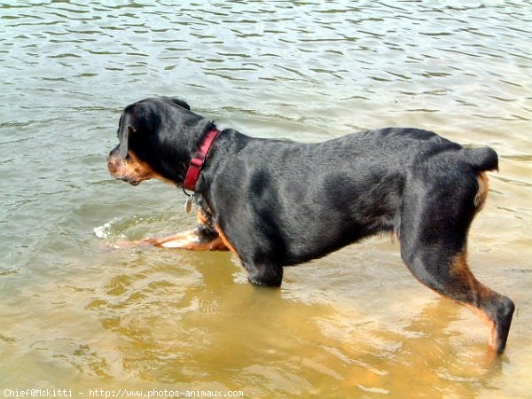 Photo de Rottweiler