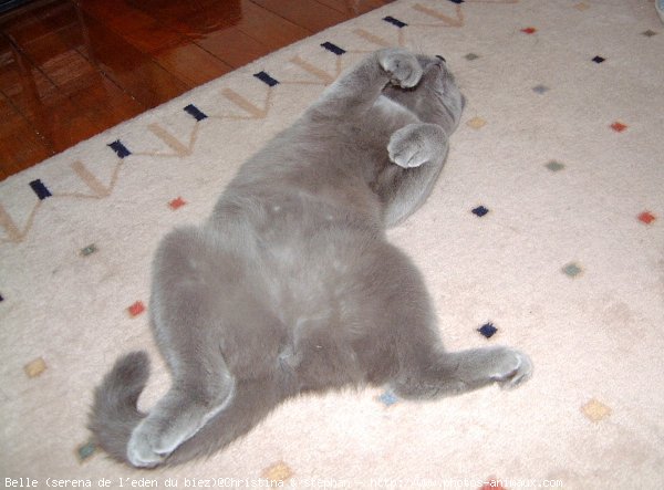 Photo de British shorthair