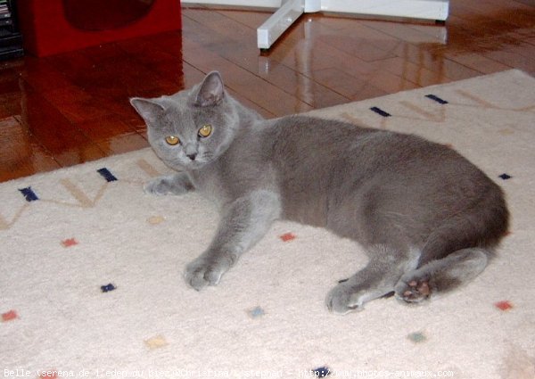 Photo de British shorthair