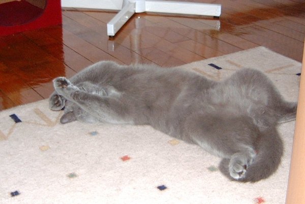 Photo de British shorthair