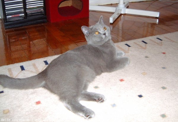 Photo de British shorthair