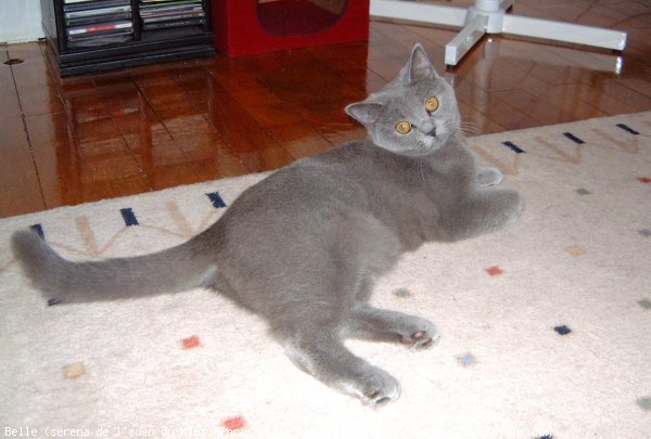 Photo de British shorthair