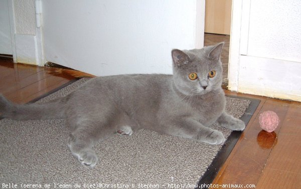 Photo de British shorthair