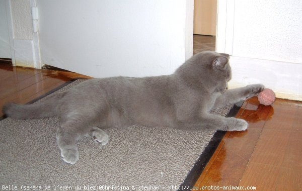 Photo de British shorthair