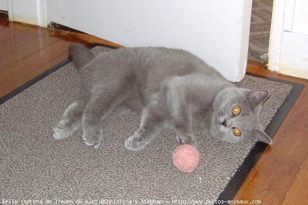 Photo de British shorthair