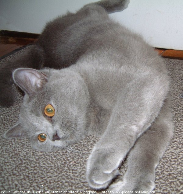 Photo de British shorthair