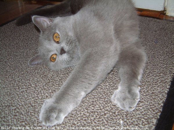 Photo de British shorthair